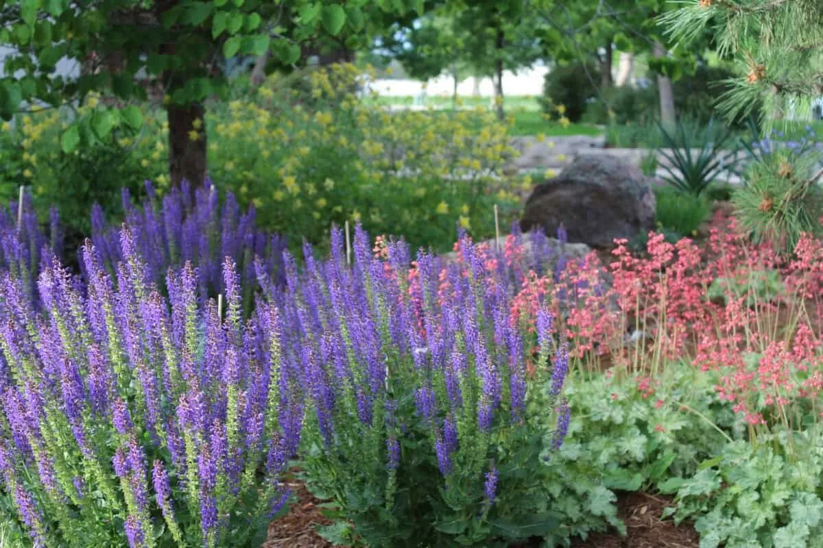 Salvia and coral bells in a well-tended perennial bed