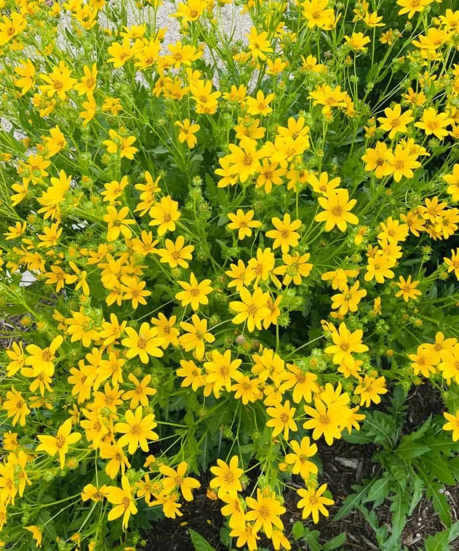 Close-up of golden coreopsis in full bloom