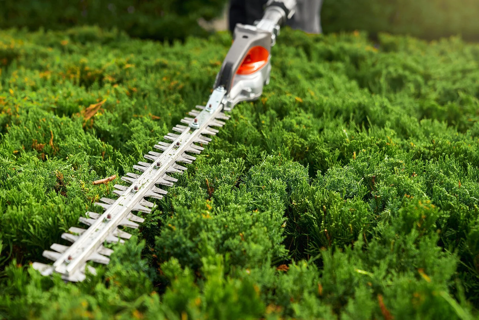 A hedge being shaped with a powered trimmer during seasonal pruning